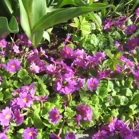 Elvina Гостевой дом