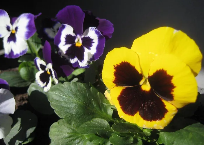 Elvina Gæstehus Palanga